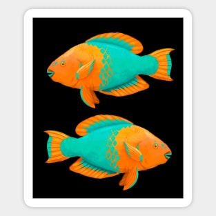 Tropical Coral Reef Rainbow Parrotfish in Digital Magnet